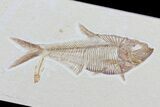 Diplomystus & Knightia Fossil Fish - Wyoming #79857-2